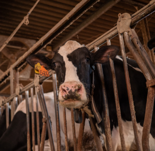 須藤牧場 チーズ工房