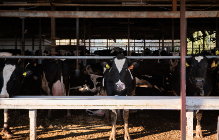 心地の良い音楽