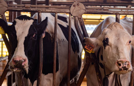 心地の良い音楽