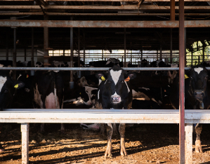 私たちはSDGsを支援しています