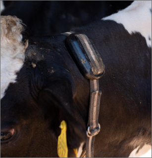 須藤牧場でのIoT取り組み