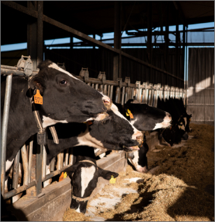 須藤牧場でのIoT取り組み